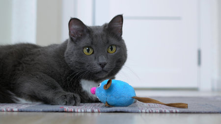 A funny gray cat plays with a toy in the form of a mouse, hunts on a toy lying on a rug. Favorite...