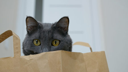 A funny cat hid in a paper bag and looks around with its big yellow eyes. The cats face is peeking...