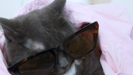 A glamorous gray cat in glasses and a pink shirt is lying on the bed. Dressing up in pet costumes. Cute cat is happy at home with her owner The life of domestic cats that are dressed in human costumesの写真素材