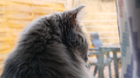 Close-up of a cat at the window waiting for its owner. Pets are bored and waiting for their owner. Fluffy cute cat is sitting at glass door waiting for owner. Life of domestic cats in a country houseの写真素材