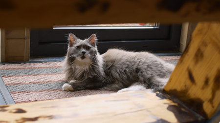 A fluffy gray cat lies on a carpet at the entrance to a cozy wooden house. The camera is watching...