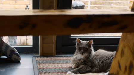 A fluffy gray cat sleeps on a rug at the entrance to a cozy wooden house. Cat life with people. Life of cute fluffy pet animals with their owners in the house. The cat sleeps on the rug by the window.の写真素材