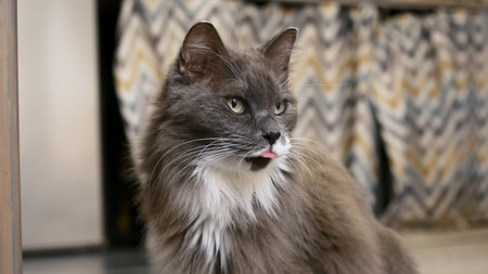 Fluffy gray cat eats delicious dry food from his bowl. Feeding pets healthy food. Appetizing lunch...