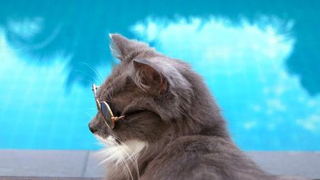 Cinematic shot of cat resting by pool in sunglasses on sun lounger. Top view of cat in sunglasses and blue water of the pool. Travel and vacation with your pets. Cat on vacation in warm countriesの写真素材
