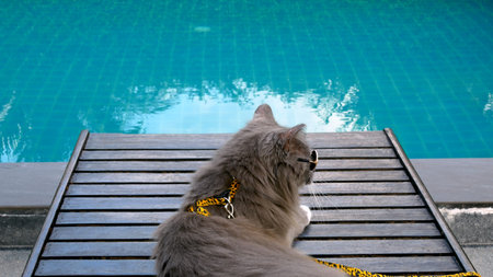 Cinematic video of cat resting by pool, resting outdoors in hot weather, pet wears sunglasses. A...