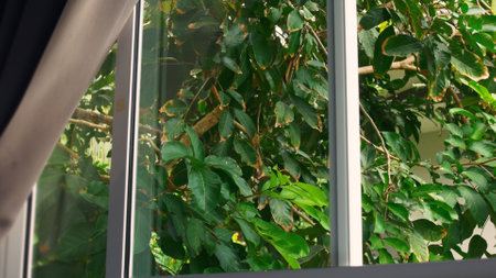 View of green crowns of trees, which from distance resemble velvet greenery. Leaves gently sway in soft wind in dance of summer day. View of abundant greenery of trees. Foliage of tree rests on windowの写真素材