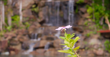 Beautiful wild pink flower in rainforest of Asia with huge waterfall. Cinematic video: wind sways wild pink flower in Asian rainforest near waterfall. Concept restore mental health in Asian rainforestの写真素材
