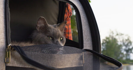 Fluffy cat sits in traveler backpack, enjoys view from open window. Cinematic shot of gray cat in special pet traveler carrier bag. Concept travel in comfort with your pet with pet carrier backpack.の写真素材