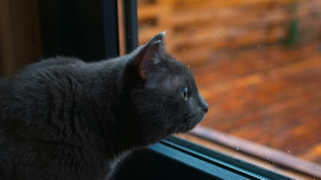 Adorable Cat Awaits Owner, Peering Through Window. Watch the charming cat eagerly gazing outside, awaiting its owners return. Heartwarming footage of a cute and funny feline companionの写真素材