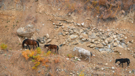 Horses and Foals Struggle Amidst Rocks in Mountain Gorge by Stream. Watch as the horses navigate challenging terrain, climbing rocky paths in the mountains beside a serene streamの写真素材