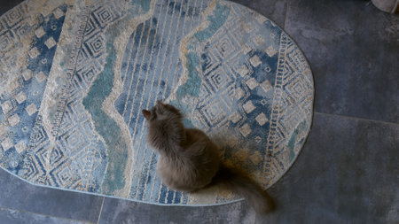 Gray Fluffy Cat Grooms Itself on Cozy Rug: Watch as feline diligently tends to its fur, showcasing meticulous hygiene habits that are integral to cats well-being, all within the comfort of a homeの写真素材