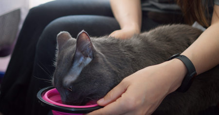 In-flight cat scene: cat sips water inside airplane cabin. Demonstrates pet travel comfort and...