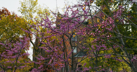 Bottom view of branched tree with sakura flowers. Dynamic video on spring day enjoying beautiful...