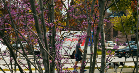 View of street through blooming sakura tree. Serene atmosphere outside during sakura blossoms on spring day. Concept spend time outside to see beautiful and delicate sakura flowers in spring.のeditorial素材