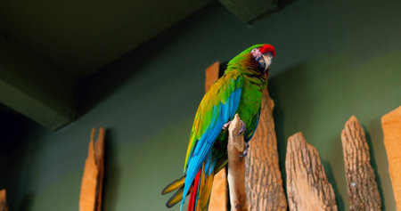 In its habitat on branch of tree colorful bird Lesser Military Macaw in close-up showcases its...