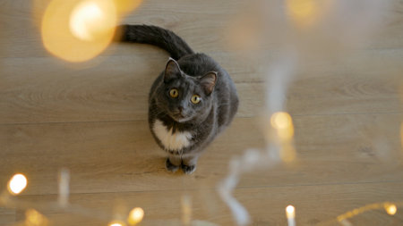 Cat mesmerized twinkling lights garland. felines fascination shimmering lights, enchantment bring. curious cat, entranced gentle glow movement, universal allure soft, sparkling lights.の写真素材