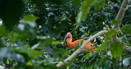 Red Ibis in close-up stunning bird with vivid plumage exemplifies South American wildlife Beautiful...