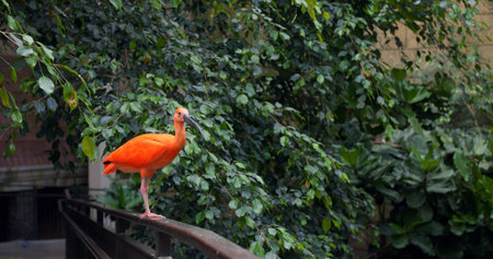 Red Ibis bird in close-up with its striking red feathers captures essence of exotic avian life. Beauty of Red Ibis in wild is unparalleled Red Ibis emblem of South Americas diverse nature.の写真素材