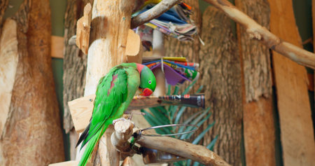 Ring-necked Parrot green colour in close-up vibrant example of exotic birds perches on branch...