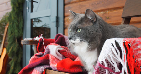 Gray cat on chair in snowy backyard, wrapped in warm blanket. Peaceful winter moment captures cats...