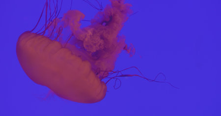 Translucent pink marine creature with elongated tentacles gracefully drifting through deep blue waters against vibrant chroma key background, exhibiting mesmerizing rhythmic pulsationの写真素材