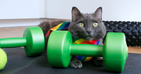 Gray cat lounging on a yoga mat with green dumbbells and a rainbow bandana in a light filled room, showcasing its relaxed and playful demeanor. Cat and sport conceptの写真素材