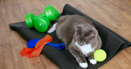 Domestic gray and white cat recovering after fitness session, lounging comfortably on black yoga mat surrounded by green dumbbells, resistance bands, and tennis ball. Cat and sport conceptの写真素材