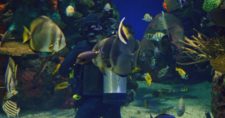 Underwater scene features diver engaging with multicolored fish, contact between human and sea life evident as vibrant creatures swim closely in clear water, presenting intimate encounter.の写真素材
