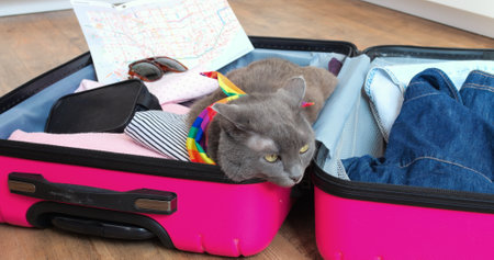 Cozy gray feline nestled in fuchsia suitcase, wearing vibrant rainbow scarf, surrounded by travel accessories, relaxing before upcoming journey. Concept cat and travelの写真素材