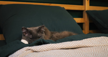Gray feline peacefully resting on soft green bedding, nestled comfortably in cozy bedroom environment, embodying pure relaxation and domestic tranquility. Cozy place to relax, pets conceptの写真素材