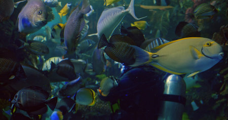 Underwater scene captures diver in hydro suit amidst diverse marine life, fauna fauna details...