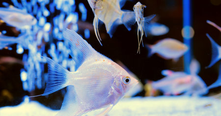 Beautiful platinum angelfish gracefully swims in a community aquarium, its iridescent scales shimmering under soft blue light, sharing its aquatic home with other colorful fish. Concept of aquariumの写真素材