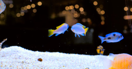 Colorful small tropical fish gracefully swimming near large striped raphael catfish resting on...