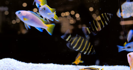 Vibrant african cichlids swimming gracefully in home aquarium, displaying colorful hues against...