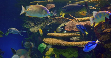 Diving and life captured with diver bold amid active sea inhabitants, diving pulse radiates in...