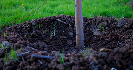 Lush green grass surrounds a recently planted sapling, its slender trunk secured to a rope, with a...