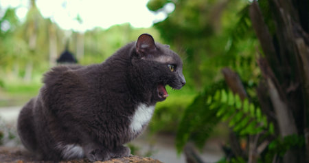 yawning feline serenity, sleepy cat displays open mouth, relaxed gray feline shows midyawn expression outdoorsの写真素材