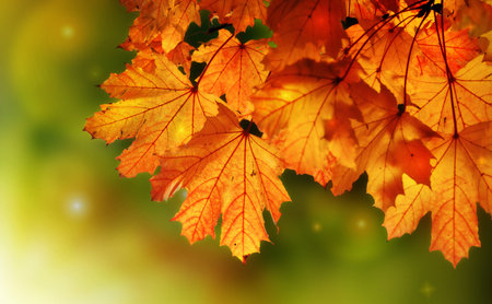 Fairy tale autumn maple tree night