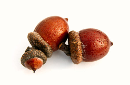 Isolated clean acorns