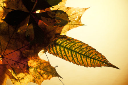 maple autumn leaves