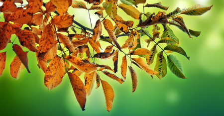 colorful autumn background