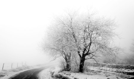 Frosty trees on the muddy roadsideの写真素材