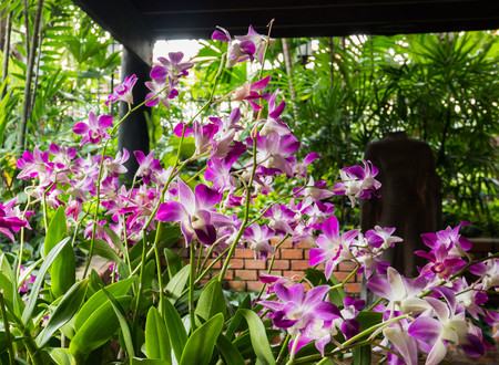 Violet Orchid Flowers blooming in the Garden.のeditorial素材