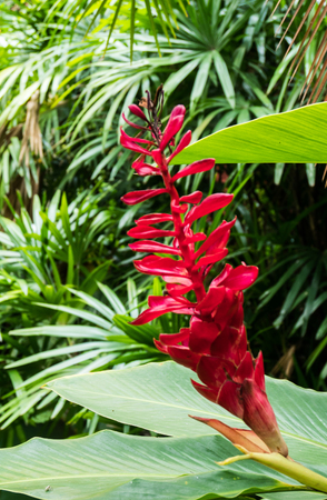 Tropical Red Ginger Flower in Thailand. Alpinia Purpurata.の写真素材