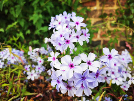 Beautiful flowers in Sissinghurst Castle Garden and nice strawberries in Stonepitts Farm.の写真素材