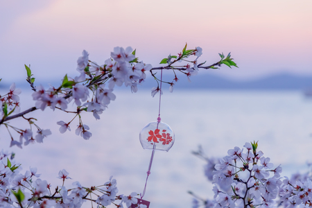 Sunset cherry blossomsの写真素材