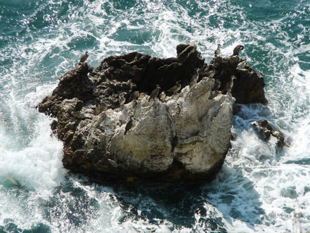 water-bird,の写真素材