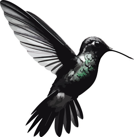 Hummingbird. Isolated on white background. Vector illustration.のイラスト素材