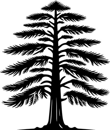 Silhouette of a coniferous tree on a white backgroundのイラスト素材