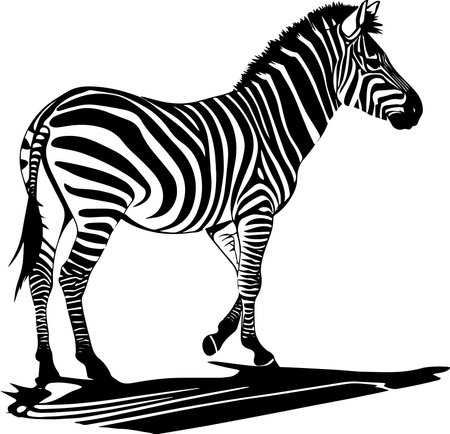 Zebra.Vector illustration ready for vinyl cutting. Isolated on white backgroundのイラスト素材